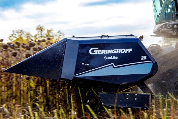 Sunflower Heads Photo
