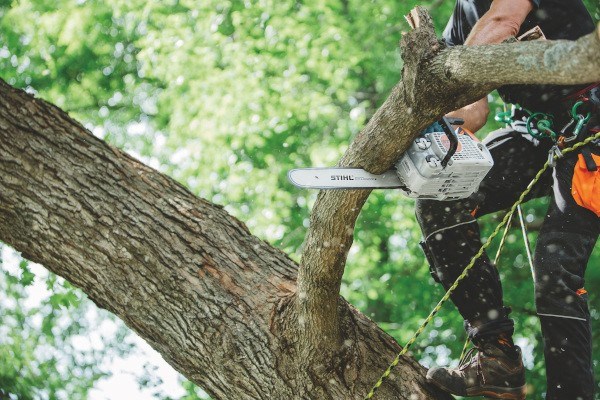 In-Tree Saws Photo