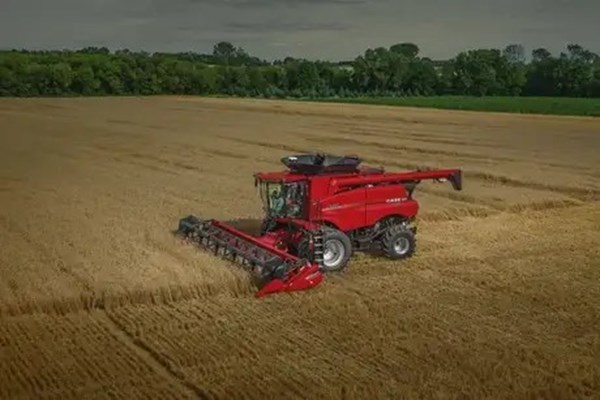 Grain Heads Photo
