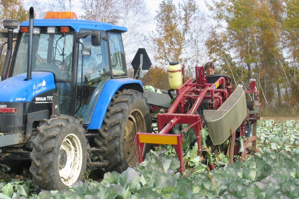 Cabbages and Broccolis Photo