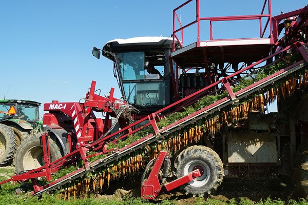 Carrots and Beets Photo